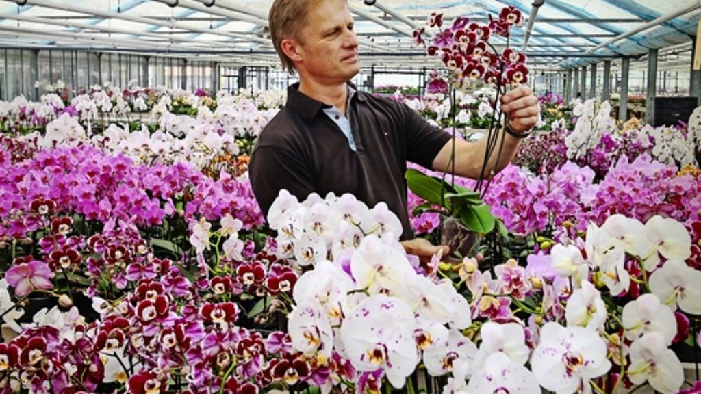 Schönaich: Der Herr über eine halbe Million Orchideen