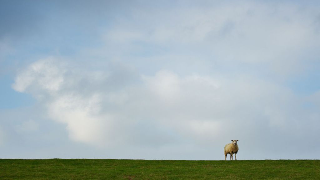 Polizei ermittelt in Jena: Unbekannter erschießt neun Schafe und Ziegen auf Weide