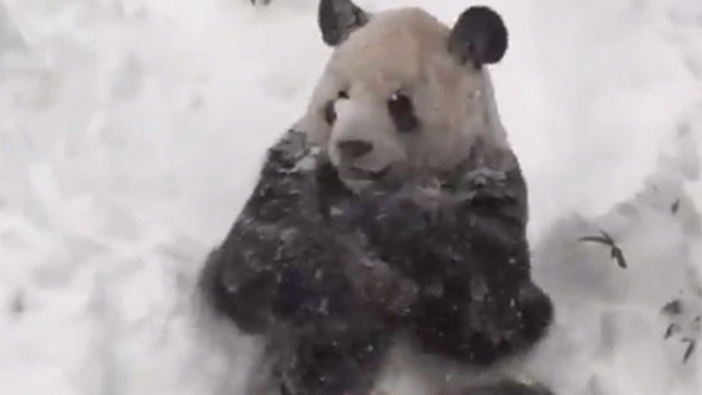 US-Ostküste versinkt im Schnee: So süß freut sich ein Panda über die weiße Pracht