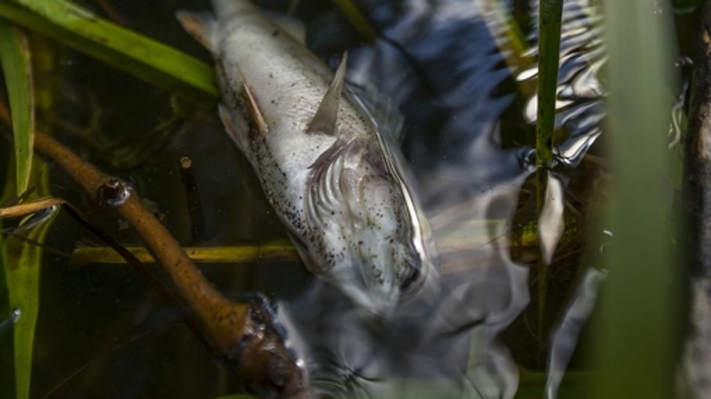 Sauerstoffmangel im Max-Eyth-See: Hälfte aller Fische ist tot