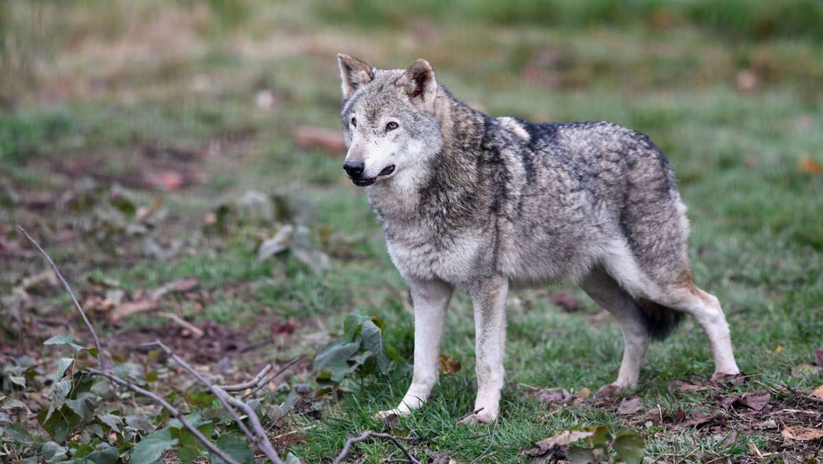 Fund bei Weil der Stadt: Wolf tötet Reh im Kreis Böblingen