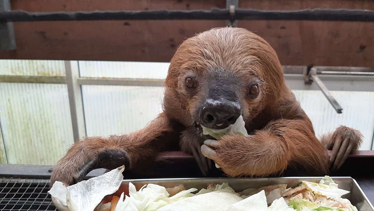 Rekord-Faultier im Krefelder Zoo: Ältestes Zoo-Faultier der Welt wird 51