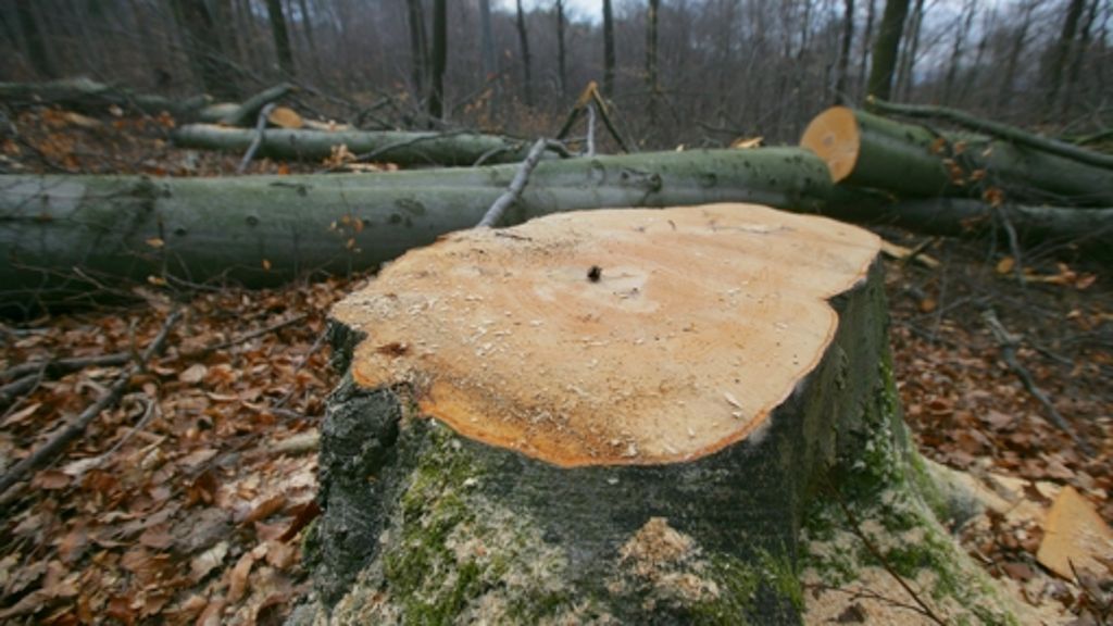 Stuttgart 21: Bahn will bis Februar 2014 mehr als 300 Bäume  fällen
