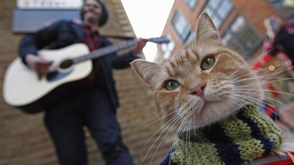 Kater in London: Der Straßenmusikant und der Streuner