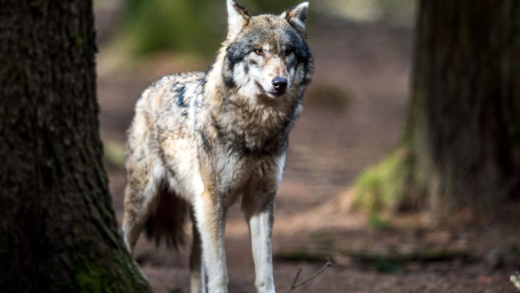 Nach Wolfsriss im Kreis Heilbronn: Schutz des Wolfes sorgt für Ärger zwischen Grünen und CDU