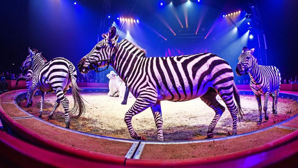 Zirkus: Wildtier-Verbot  beschlossen