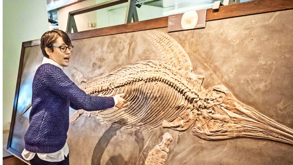 Museum für Naturkunde am Löwentor: Rettung für Fischsaurier-Fossilien