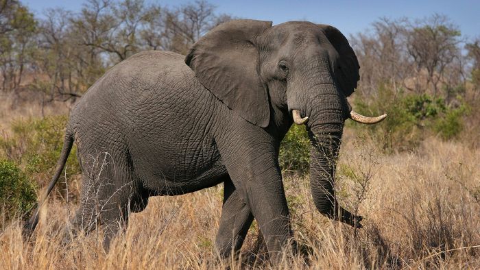 Elefant trampelt zwei Touristen tot