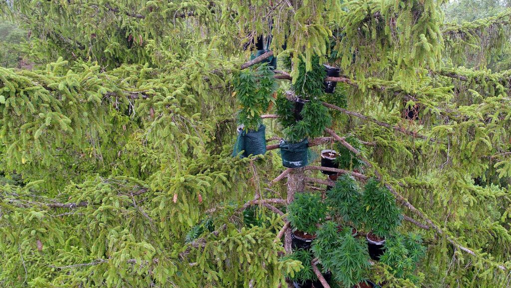 Cannabis in Baumwipfeln: Marihuana-Plantage in luftiger Höhe entdeckt