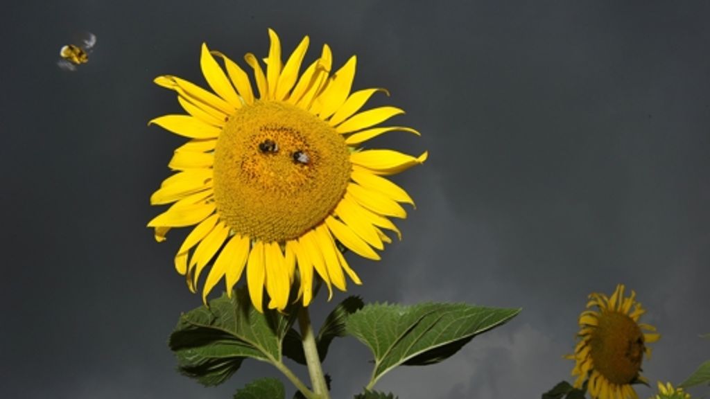 Heute ist Fibonacci-Tag!: Wie Sonnenblumen rechnen