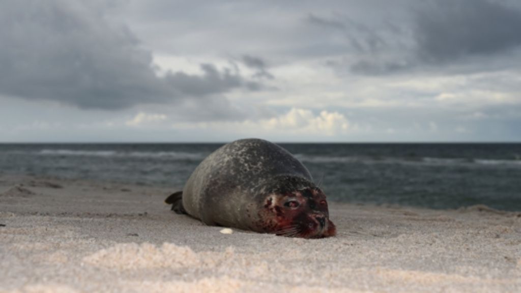 Nordseeküste: Seehundsterben gibt weiter Rätsel auf