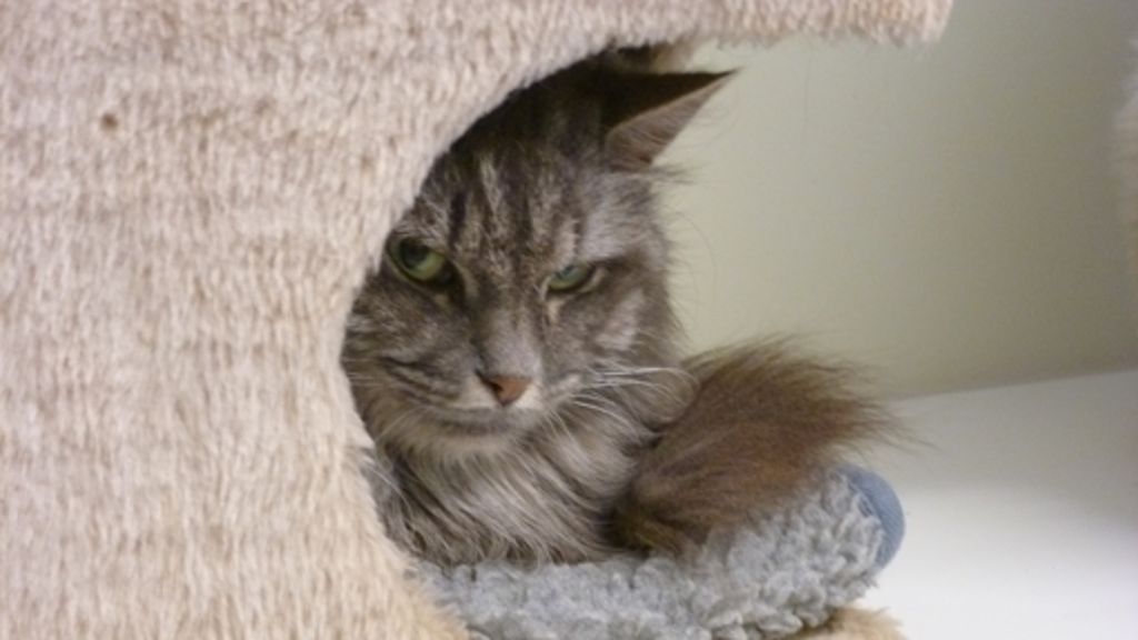 Tierschutz in Göppingen: Katzenjammer nach Rettung aus Wohnung