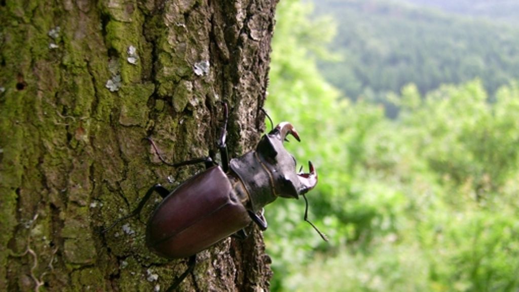 Naturschutz in Schorndorf: Seltenes Insekt lebt auf teurem Baugrundstück