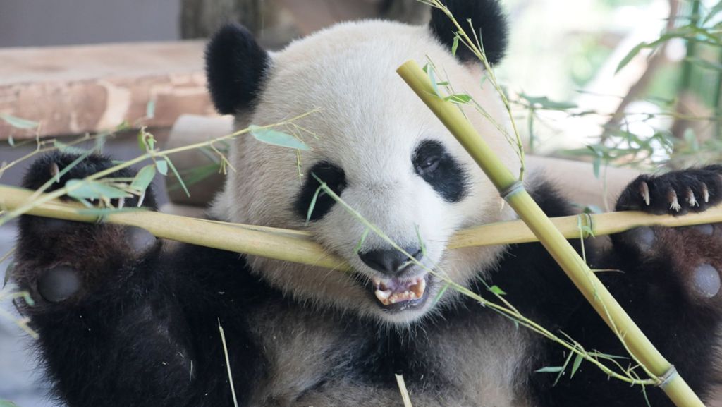 Berliner Zoo: Panda-Bärin Meng Meng läuft gern rückwärts