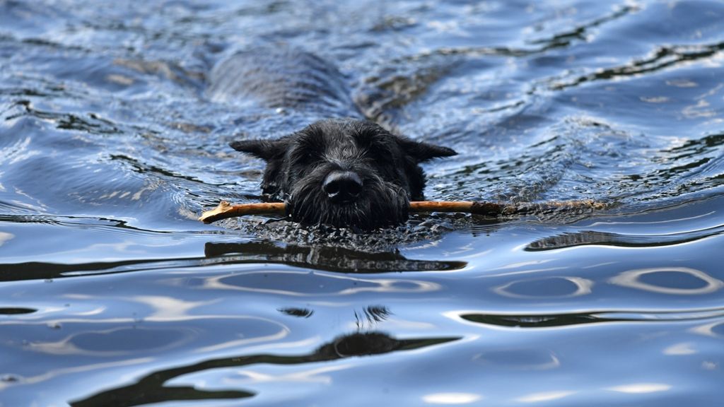 Familie verloren: Hund schwimmt kilometerweit zurück zum Herrchen