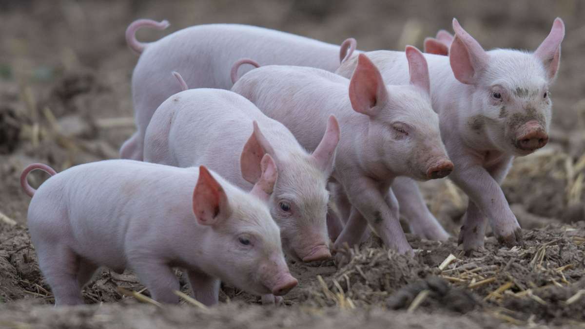Unfall in Bayern: Schweinetransporter kippt um - 700 Ferkel tot