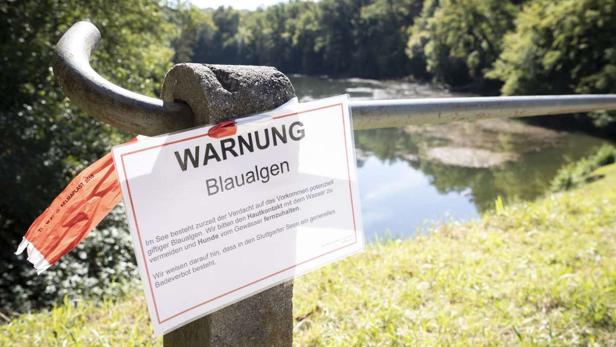 Blaualgen in Stuttgart: Entwarnung für die Parkseen