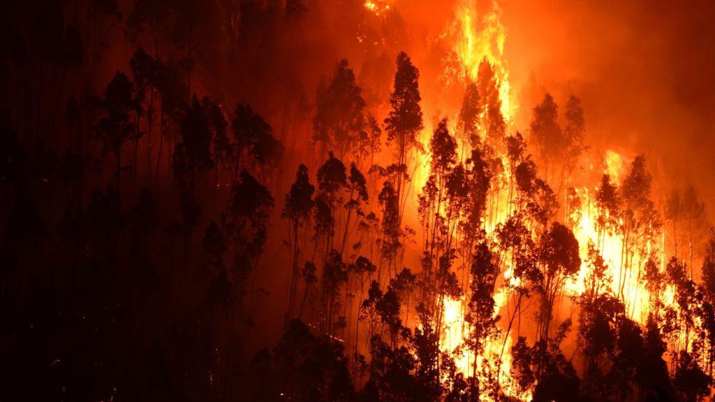Portugal: 62 Menschen sterben bei Waldbränden