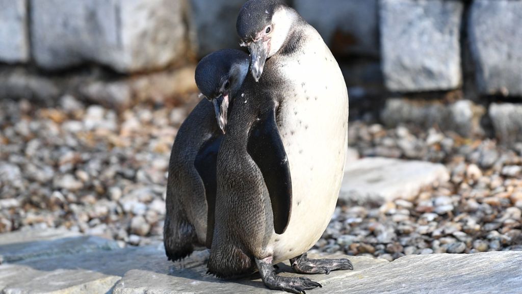 Nach Tod eines Pinguins in Mannheim: Obduktionsbericht vorerst nicht öffentlich