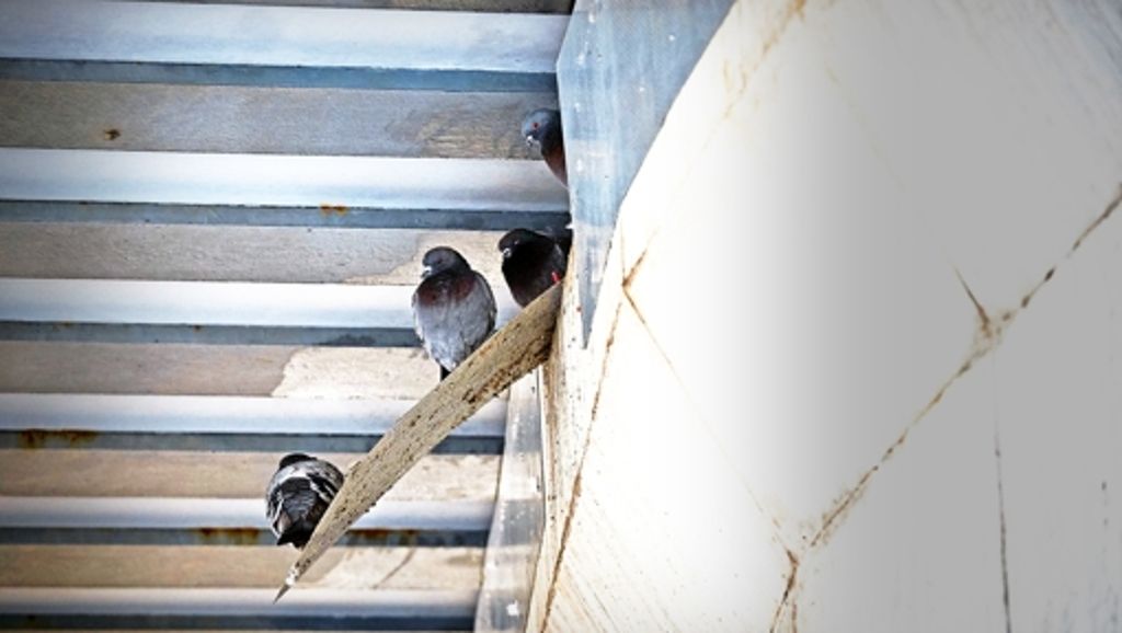 Tierschützer schlagen Alarm: Eingesperrte Tauben sollen gerettet werden