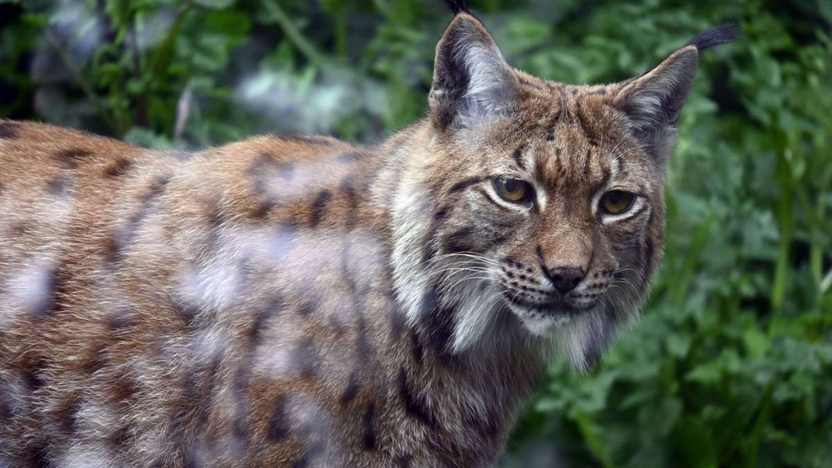 Zoo-Tagung Karlsruhe: Zoo-Experten kämpfen für  Artenschutz
