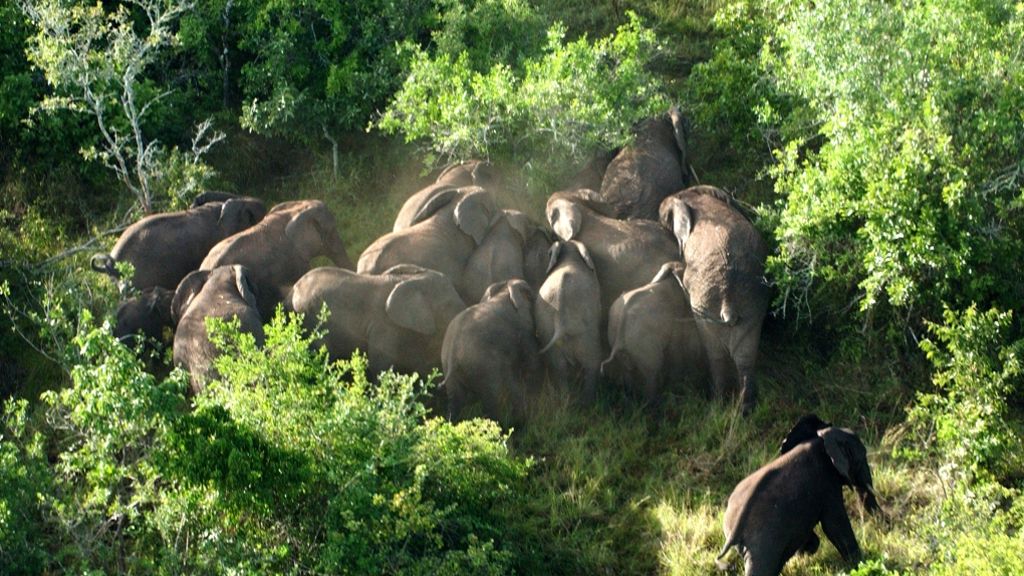 Große Zählung in Afrika: Viel weniger Elefanten als gedacht