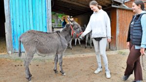 Bereicherung für Esslinger Jugendfarm: Drei Eseljungs ziehen in den Stall