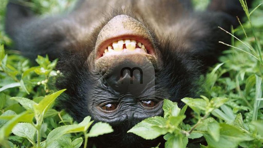 Verhaltensforschung: Jeder Affe lacht anders