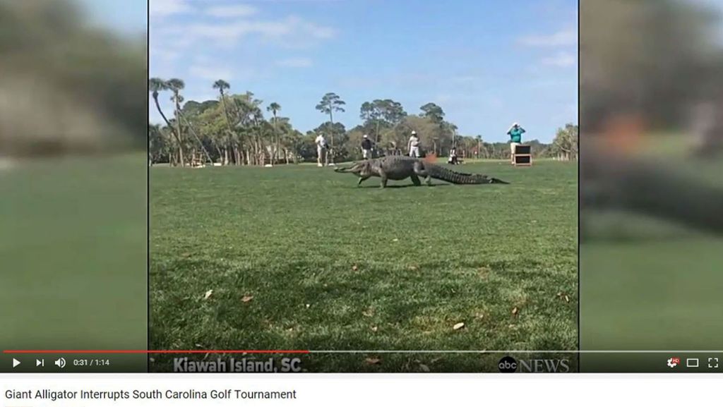 Video aus South Carolina: Riesiger Alligator unterbricht Golf-Turnier