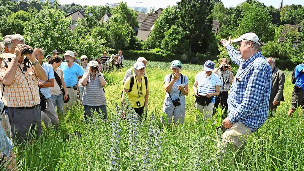 Wildbienen-Führung in Stuttgart-Zazenhausen: Safari im Biotop