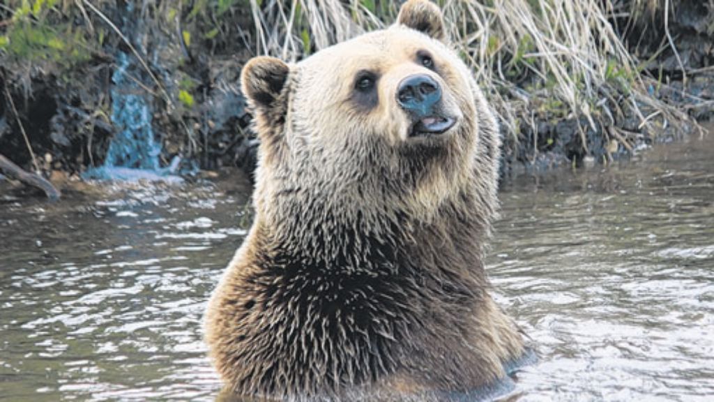 Kanada: Die Bären sind los
