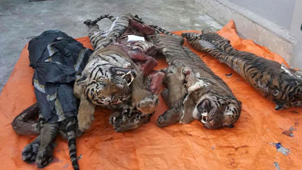 Vietnam: Polizei beschlagnahmt fünf tiefgefrorene Tiger