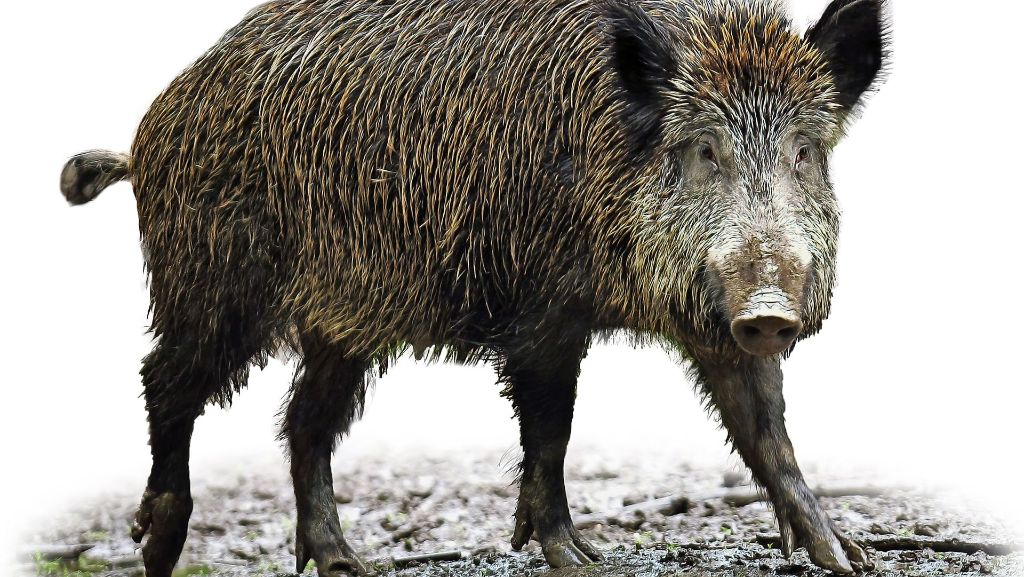 Tierkadaverstelle in Gerlingen: Das überfahrene  Wildschwein muss in die Nachbarstadt