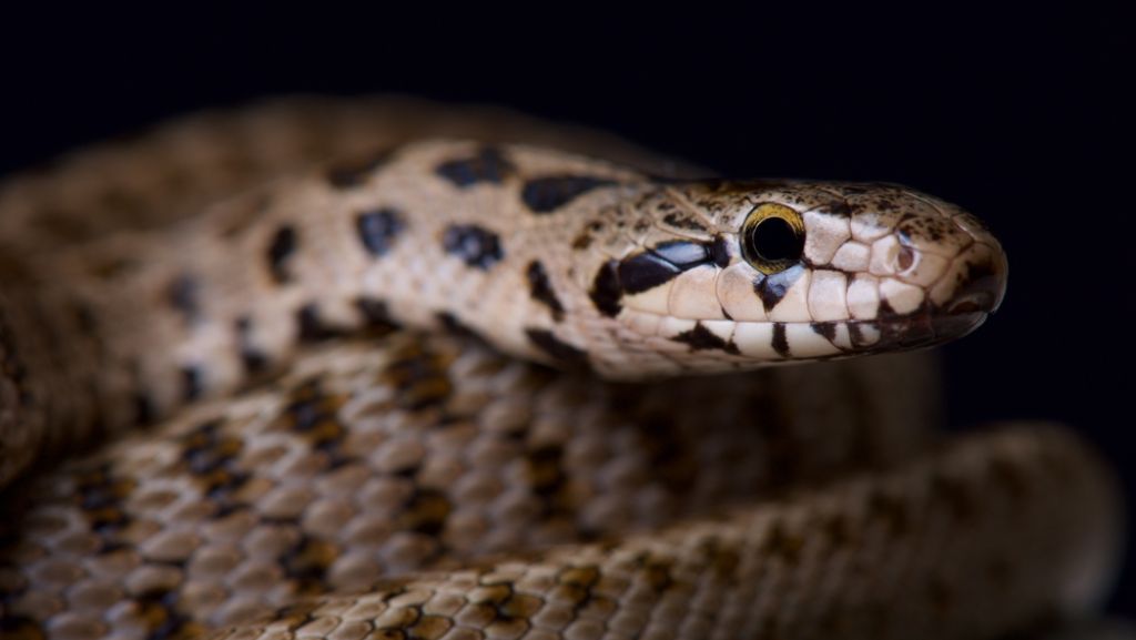 Ostfildern: Schlange im Schlafzimmer entdeckt