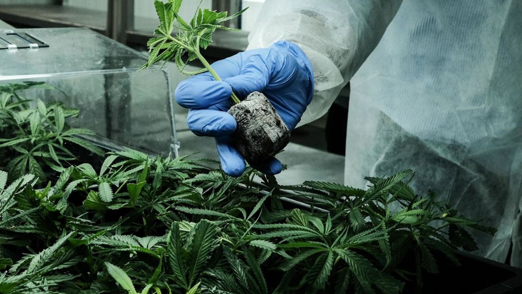 Medizinisches Cannabis in Deutschland: Erste Ernte möglicherweise Ende 2020