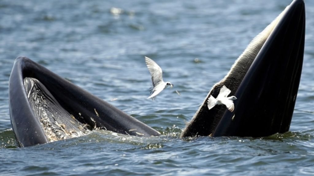 Furchenwale: Nerven, so elastisch wie Bungee-Seile