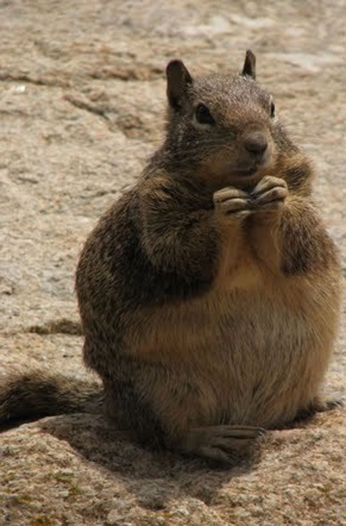 Selbst freilebende Tiere wie dieses Eichhörnchen leidet bei überquellendem Futterangebot an Übergewicht.