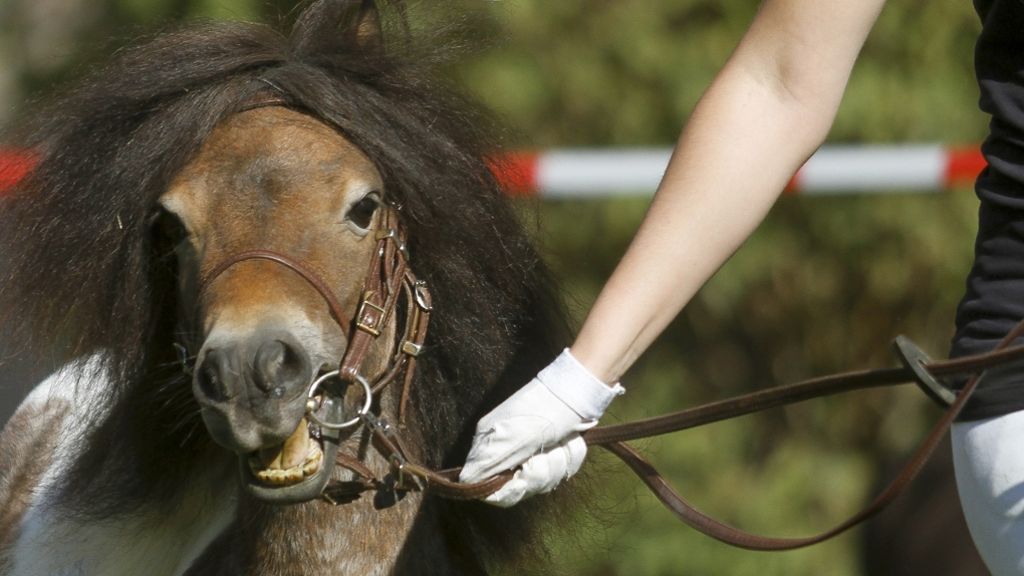 Pferdemarkt in Bietigheim-Bissingen: Der Pferdemarkt soll sicherer werden