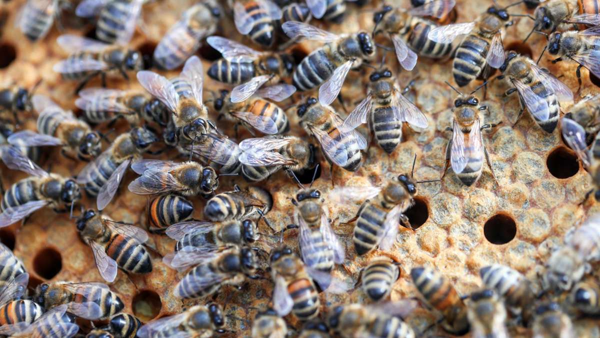 Nicaragua: Bienen töten nach Busunglück sechs Menschen