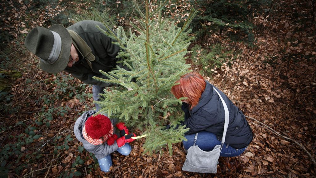Weihnachtsbäume aus dem Rems-Murr-Kreis: Werbung für Bio-Bäume von hier