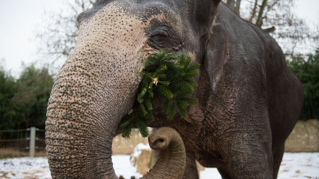 Weihnachtsbäume in Zoos verfüttert: Leckere Speise für Elefanten und Affen