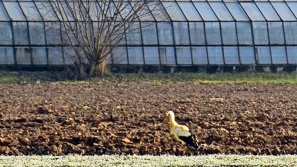 Adebar in Pleidelsheim: Storch ist rund um Gärtnerei unterwegs