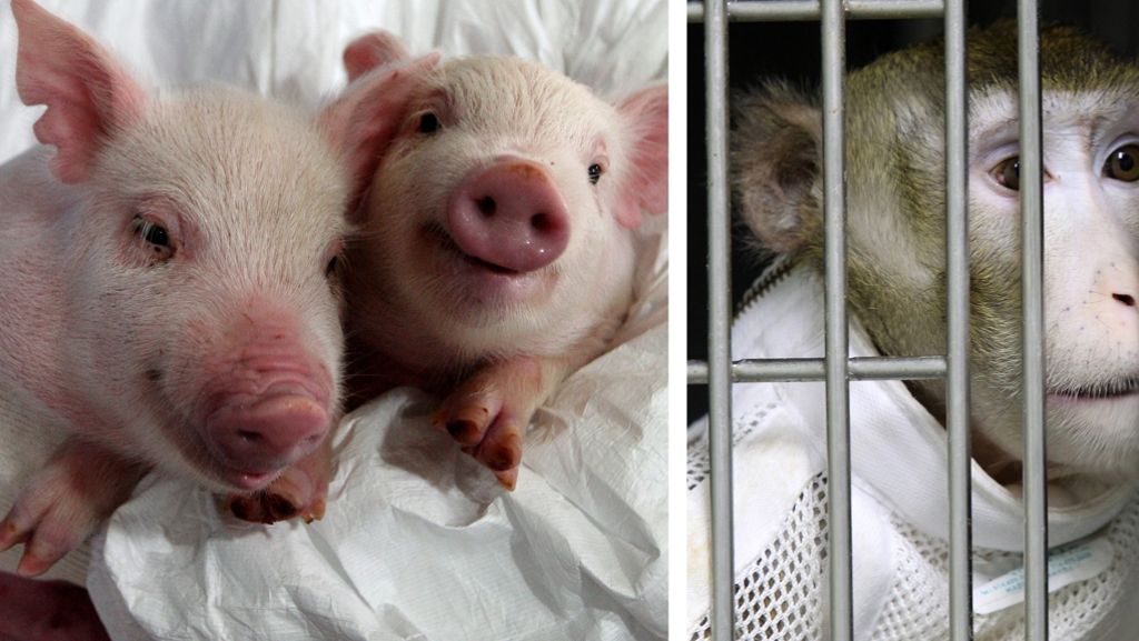 Medizin: Können Tierorgane Menschenleben retten?