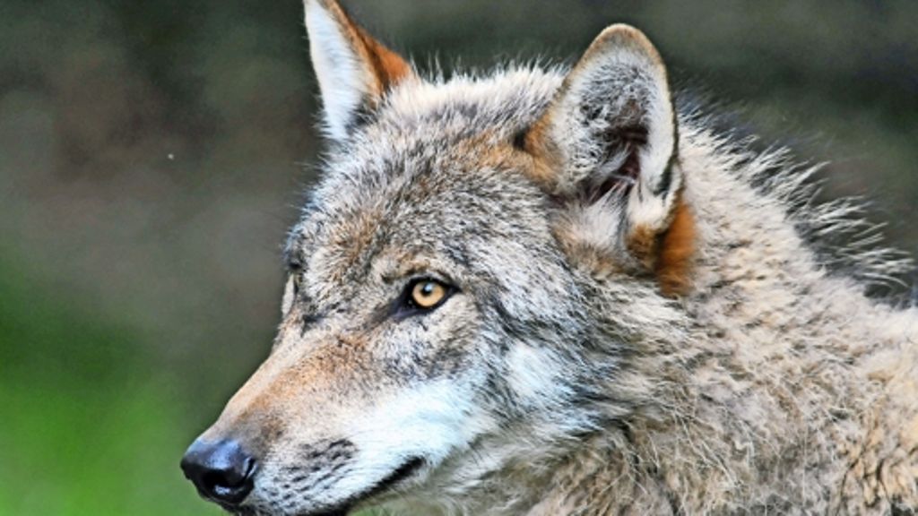 Management von Wildtieren: Heftiger Streit um den Wolf