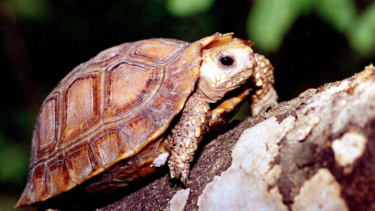 Aschau im Chiemgau: Schildkröte sorgt in Naturfreibad für Aufregung