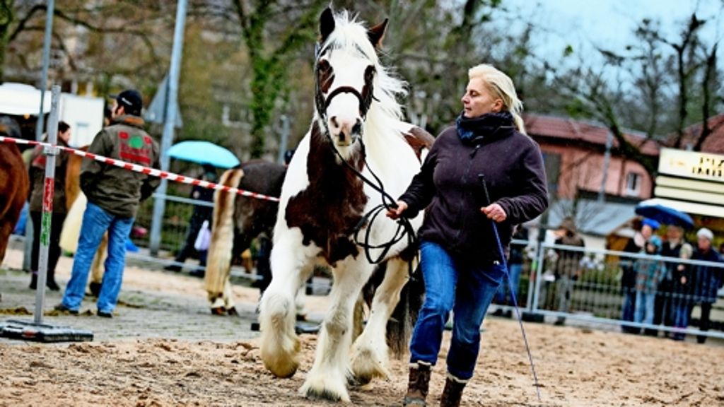 Heimatgefühl: Stolze  Pferde und Esel in Geislingen: Rösser zeigen ihre besten Seiten