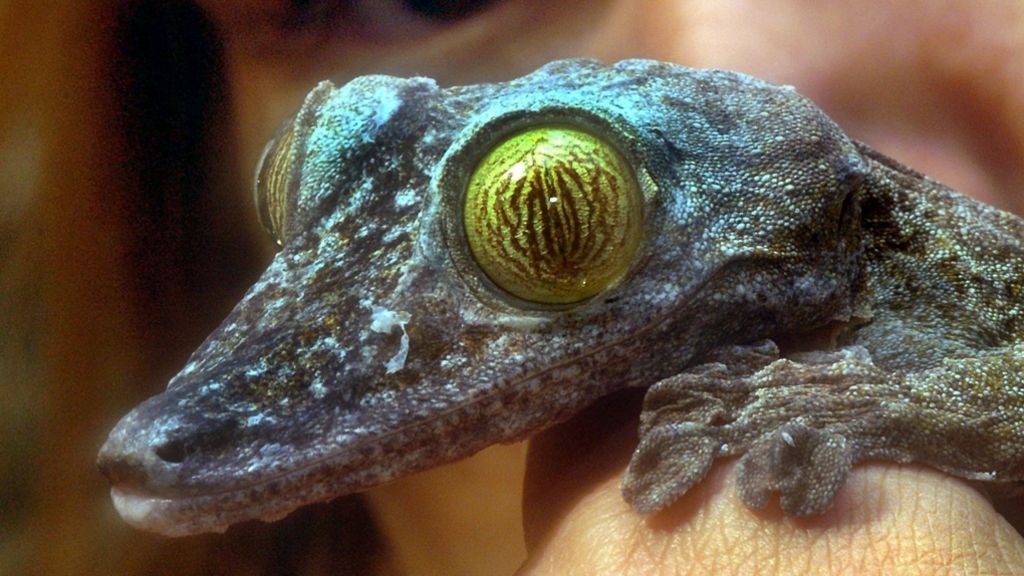 Pro und Kontra zur Einschränkung von Reptilien-Verkauf: Hilft oder schadet ein Verbot den Tieren?