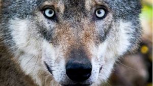Wolf aus Odenwald möglicherweise nach Baden-Württemberg gezogen