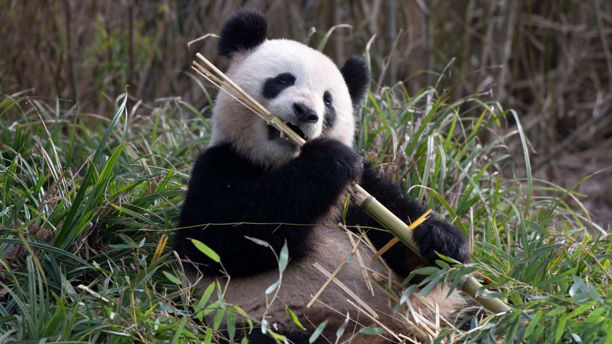 Berliner Zoo: Pandaweibchen Meng Meng wurde künstlich besamt