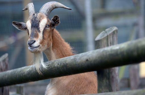 Landkreis Karlsruhe: Passanten füttern Ziegen falsch – mehr als 20 Tiere sterben - Vimarsana News